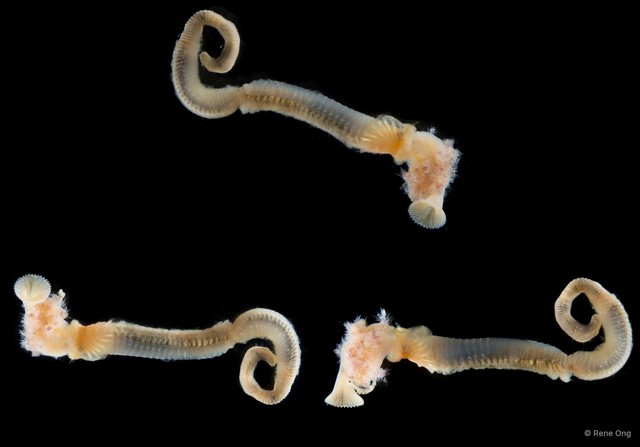 Serpula sp. "SS-0998" • © Rene Ong • All Rights Reserved
