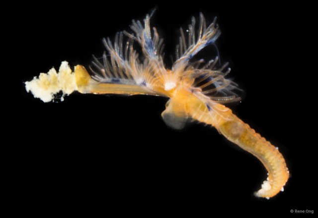 Spirobranchus sp. "1 ARM-0369" • © Rene Ong • All Rights Reserved