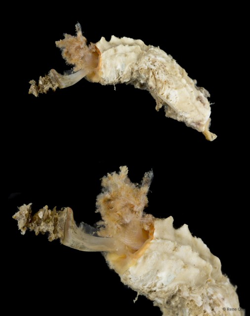 Spirobranchus sp. "1 SEA-2345" • © Rene Ong • All Rights Reserved