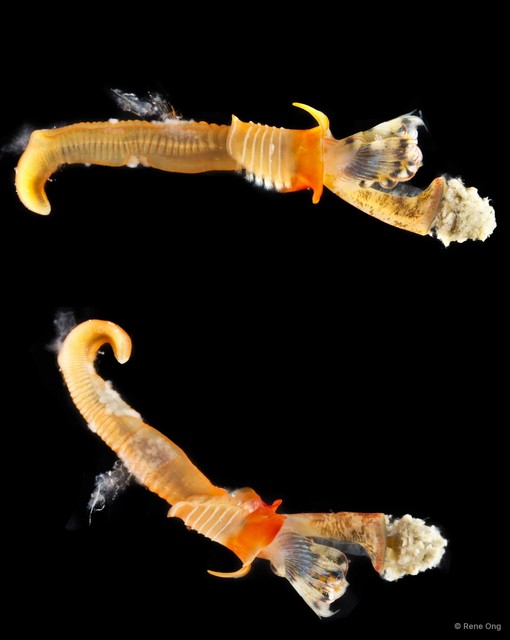 Spirobranchus sp. "1 SUB-2043" • © Rene Ong • All Rights Reserved