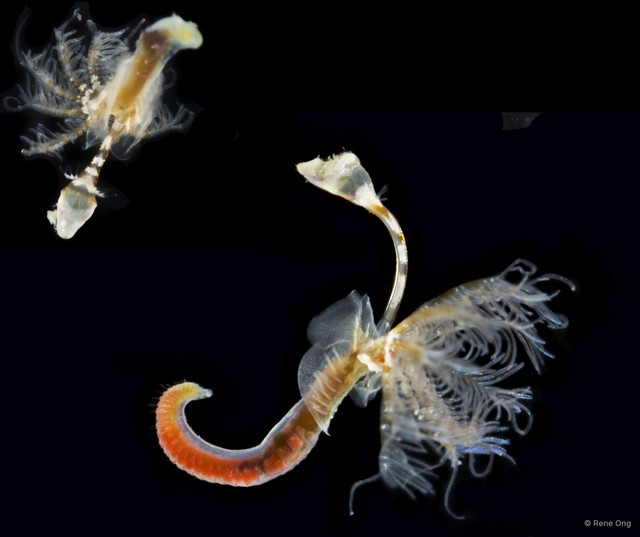 Spirobranchus sp. "cf. polytrema ARM-0371" • © Rene Ong • All Rights Reserved