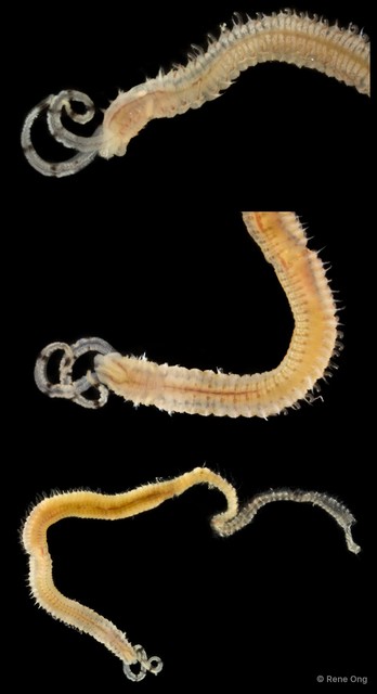 Spionidae sp. "Polydora/Dipolydora/Pseudopolydora SEA-6813" • © Rene Ong • All Rights Reserved