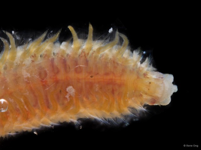 Spionidae sp. "SEA-6565" • © Rene Ong • All Rights Reserved