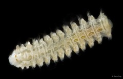 Spionidae sp. "Spio/Microspio OTC-0262"