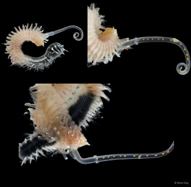 Spionidae sp. "SS-1748" • © Rene Ong • All Rights Reserved