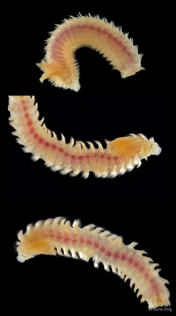 Prionospio sp. "ARM-0331A" • © Rene Ong • All Rights Reserved