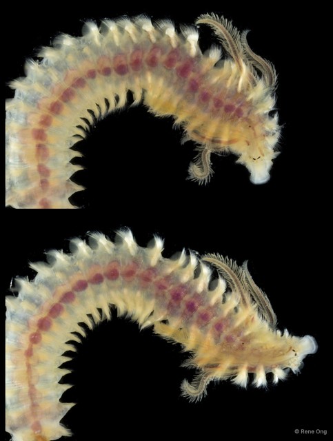 Prionospio sp. "ARM-0331B" • © Rene Ong • All Rights Reserved