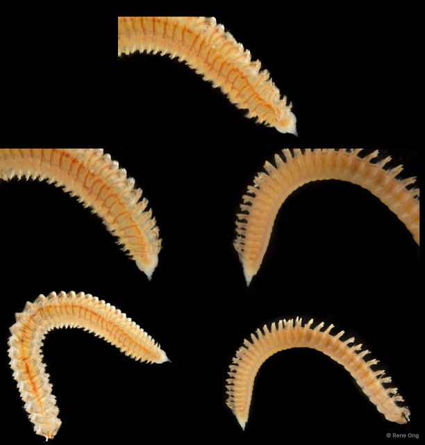 Scolelepis sp. "SEA-5556" • © Rene Ong • All Rights Reserved