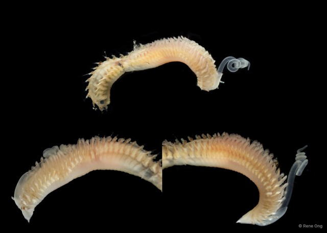Scolelepis sp. "SS-1008" • © Rene Ong • All Rights Reserved