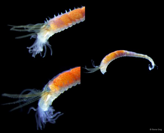 Ampharetidae sp. "4" • © Rene Ong • All Rights Reserved