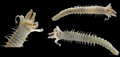 Ampharetidae sp. "cf. Amphicteis SS-0717"