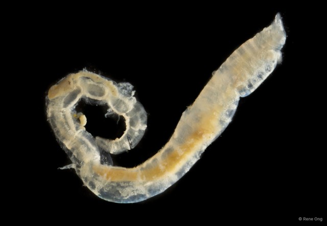 Ampharetidae sp. "SEA-4174" • © Rene Ong • All Rights Reserved