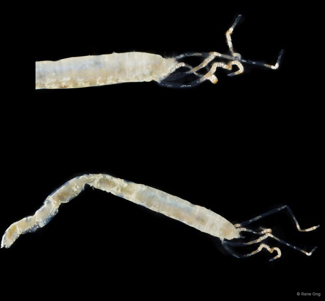 Ampharetidae sp. "SEA-4434" • © Rene Ong • All Rights Reserved