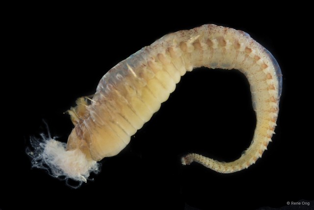 Ampharetidae sp. "SEA-9154" • © Rene Ong • All Rights Reserved
