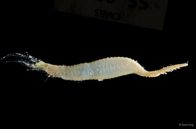 Flabelligeridae sp. "3" • © Rene Ong • All Rights Reserved