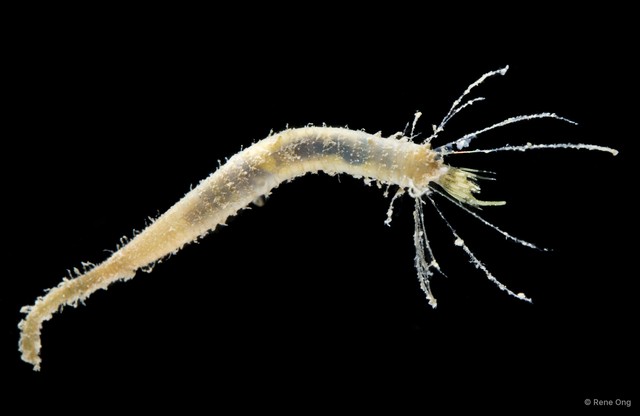 Flabelligeridae sp. "4" • © Rene Ong • All Rights Reserved