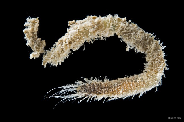 Flabelligeridae sp. "5" • © Rene Ong • All Rights Reserved