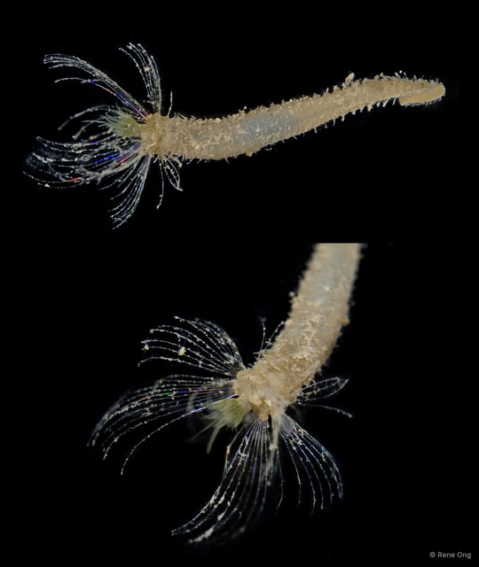 Flabelligeridae sp. "7" • © Rene Ong • All Rights Reserved