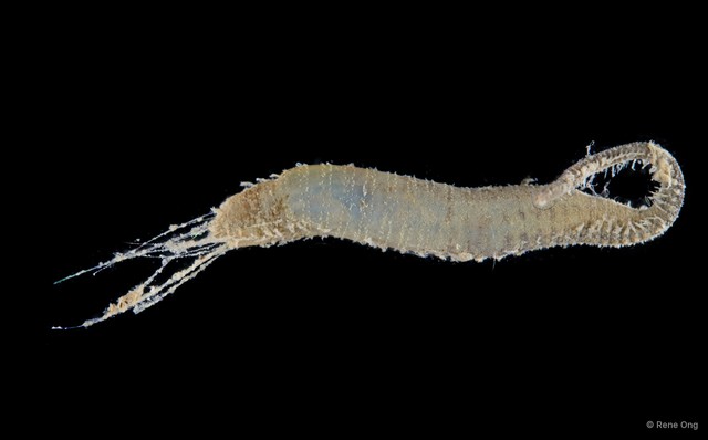 Flabelligeridae sp. "8" • © Rene Ong • All Rights Reserved