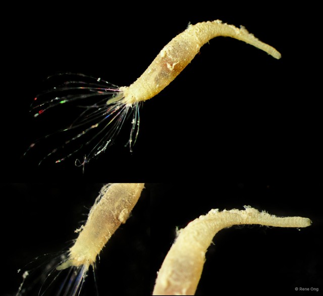 Flabelligeridae sp. "9" • © Rene Ong • All Rights Reserved