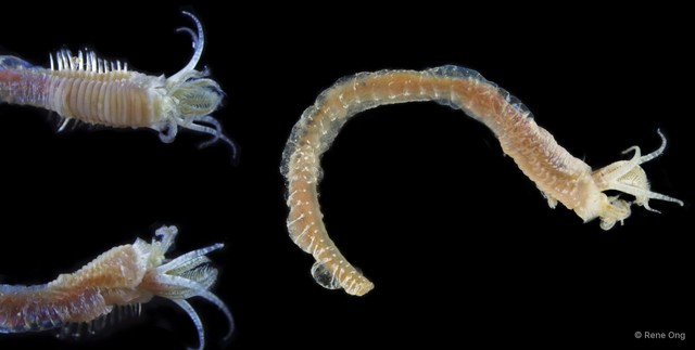 Isolda sp. "SEA-4036" • © Rene Ong • All Rights Reserved
