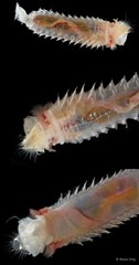 Pectinariidae sp. "SEA-3580B"