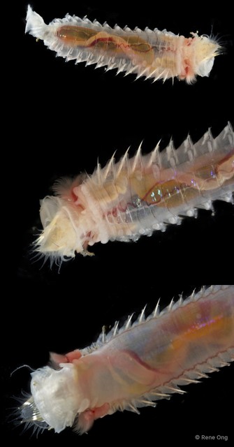 Pectinariidae sp. "SEA-3580B" • © Rene Ong • All Rights Reserved
