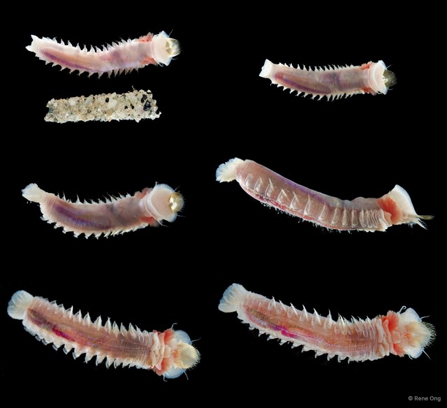 Pectinariidae sp. "SS-1001" • © Rene Ong • All Rights Reserved
