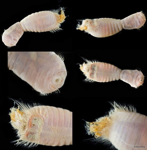 Sternaspidae sp. "SEA-2979" • © Rene Ong • All Rights Reserved