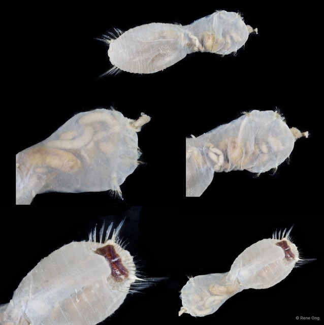 Sternaspidae sp. "SEA-2993" • © Rene Ong • All Rights Reserved