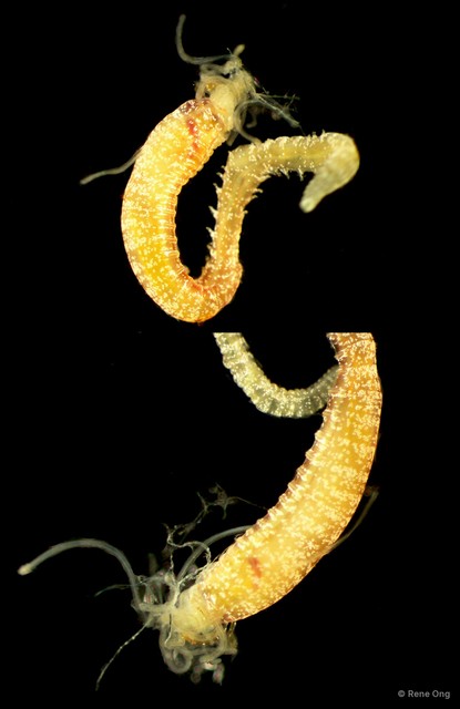 Terebellidae sp. "5113DR1-196" • © Rene Ong • All Rights Reserved