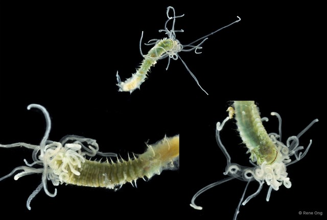 Terebellidae sp. "ARM-0231" • © Rene Ong • All Rights Reserved
