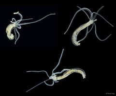 Terebellidae sp. "ARM-0332"
