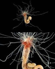 Terebellidae sp. "INT-0742"