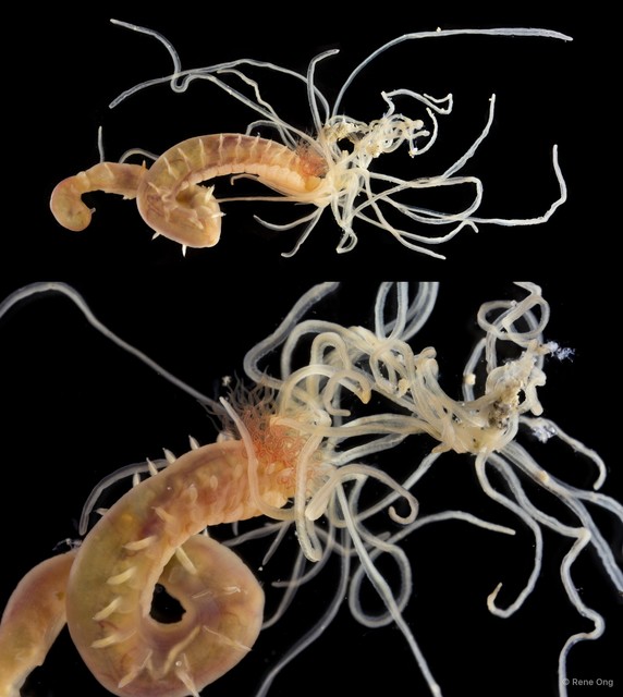 Terebellidae sp. "SEA-1686" • © Rene Ong • All Rights Reserved