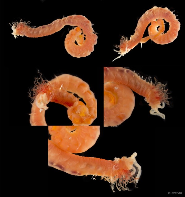 Thelepodinae sp. "SEA-5525" • © Rene Ong • All Rights Reserved