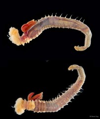 Terebellides sp. "ARM-0326"