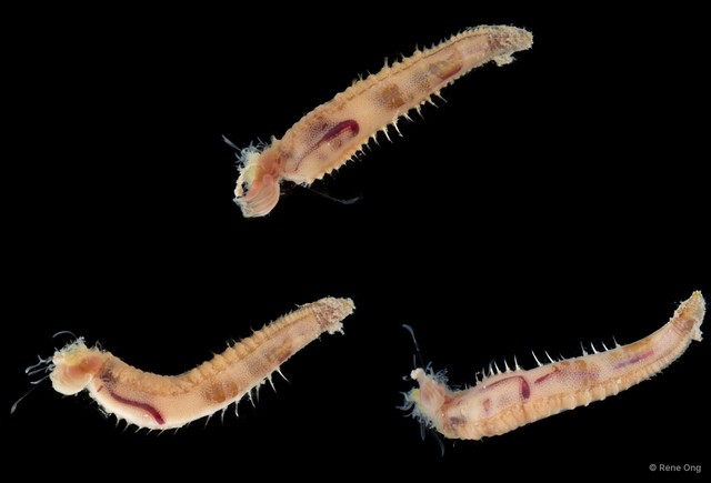 Terebellides sp. "SEA-7737" • © Rene Ong • All Rights Reserved