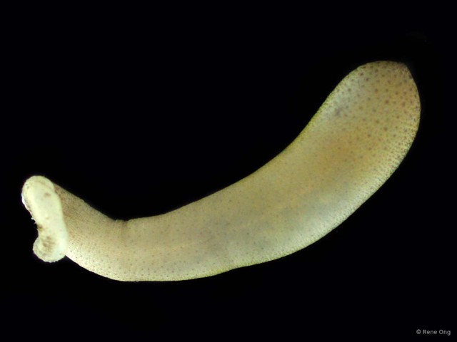 Sipuncula sp. "Peanut worm 1" • © Rene Ong • All Rights Reserved