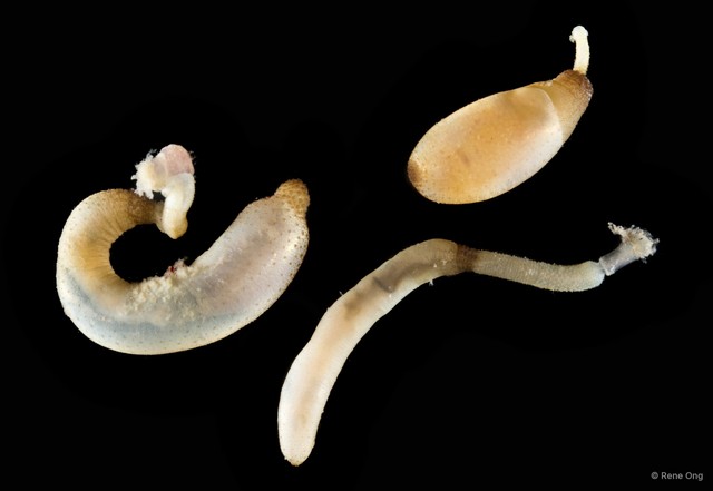 Sipuncula sp. "Peanut worm 10" • © Rene Ong • All Rights Reserved