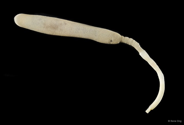 Sipuncula sp. "Peanut worm 11" • © Rene Ong • All Rights Reserved
