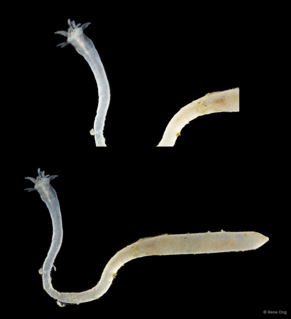 Sipuncula sp. "Peanut worm 12" • © Rene Ong • All Rights Reserved