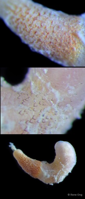 Sipuncula sp. "Peanut worm 13" • © Rene Ong • All Rights Reserved