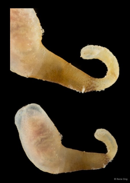 Sipuncula sp. "Peanut worm 14" • © Rene Ong • All Rights Reserved
