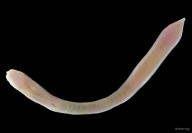 Sipuncula sp. "Peanut worm 15" • © Rene Ong • All Rights Reserved