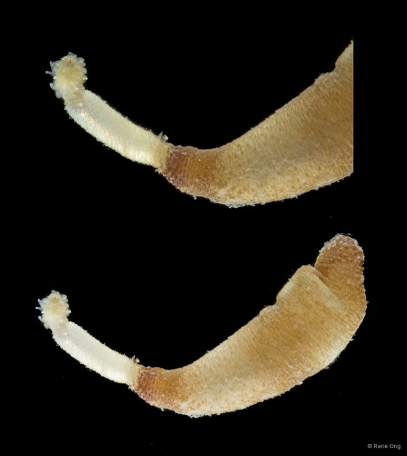 Sipuncula sp. "Peanut worm 16" • © Rene Ong • All Rights Reserved