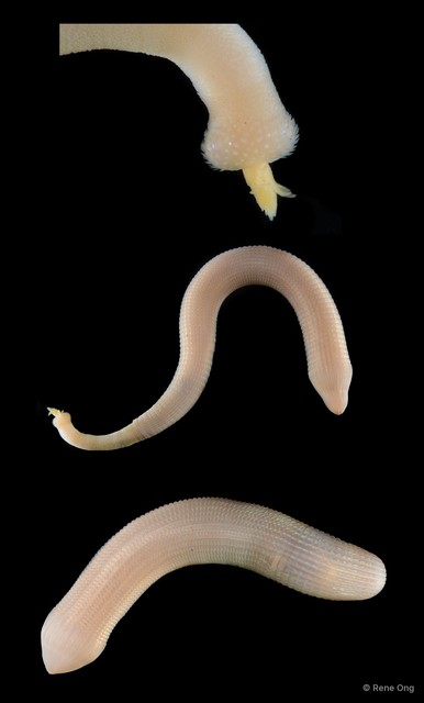 Sipuncula sp. "Peanut worm 18" • © Rene Ong • All Rights Reserved