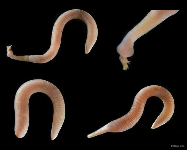 Sipuncula sp. "Peanut worm 19" • © Rene Ong • All Rights Reserved