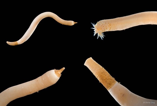 Sipuncula sp. "Peanut worm 2" • © Rene Ong • All Rights Reserved