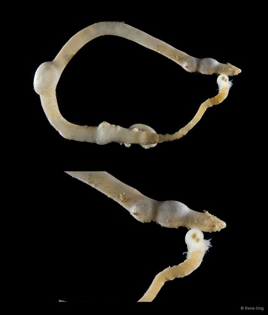 Sipuncula sp. "Peanut worm 20" • © Rene Ong • All Rights Reserved